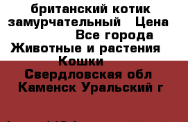 британский котик замурчательный › Цена ­ 12 000 - Все города Животные и растения » Кошки   . Свердловская обл.,Каменск-Уральский г.